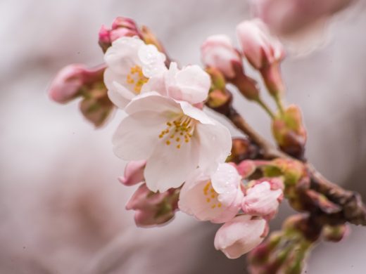 ならまち付近の桜開花状況