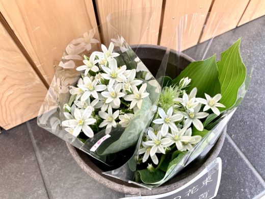 季節のお花、鉢物、野菜が入荷いたしました