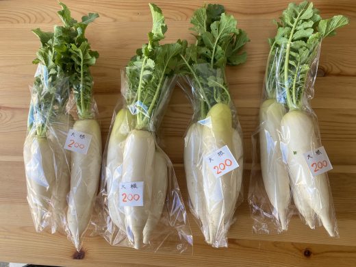 季節のお花・野菜が入荷しました。